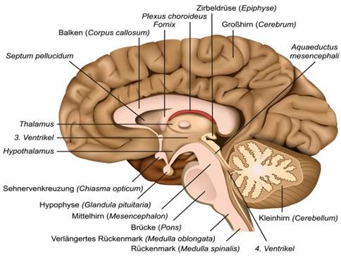 Querschnitt durch das menschliche Gehirn - im Zentrum die Zirbeldrüse